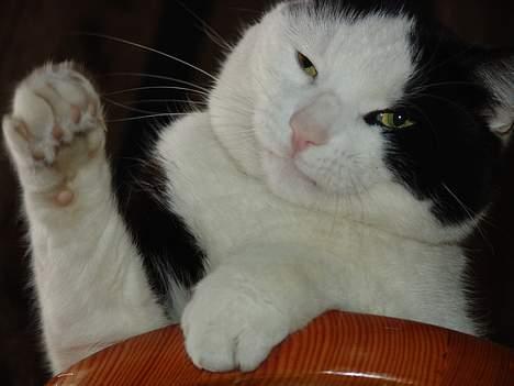 Blanding af racer Jonas billede 11