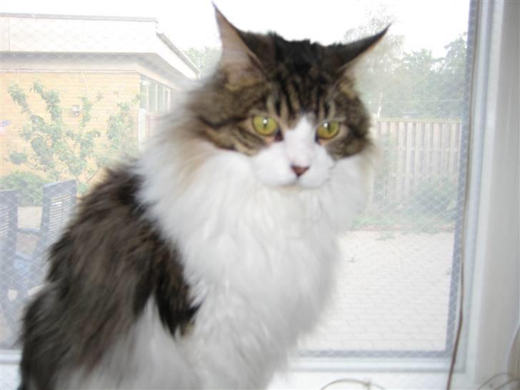 Maine Coon Tjalfe billede 4