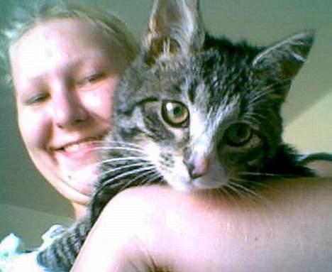 Blanding af racer Tiger - tiger er nysgerrig efter at snuse til kameraet billede 3