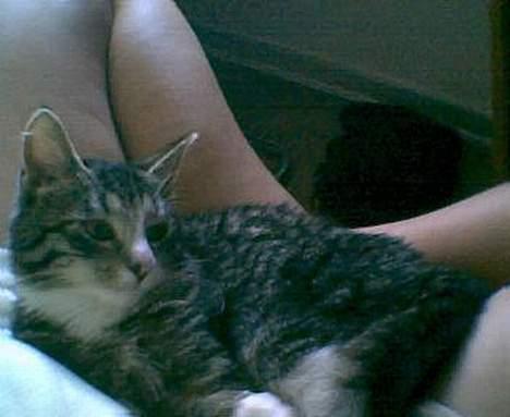 Blanding af racer Tiger - tiger er lige vågnet, hun har sovet ved mig mens jeg sad ved computeren billede 4