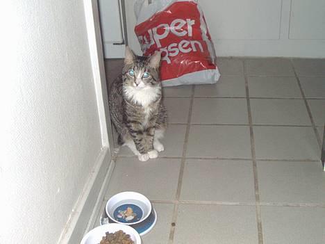 Blanding af racer Tiger - nu har tiger opdaget kameraet billede 5