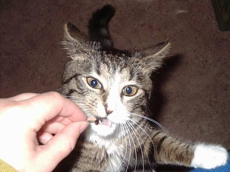 Blanding af racer Tiger - her får hun en lækker godbid. billede 6