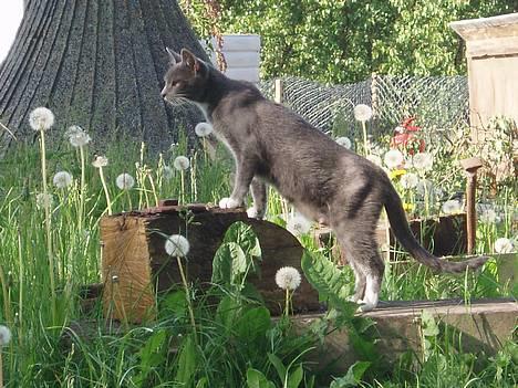 Huskat Bella billede 1