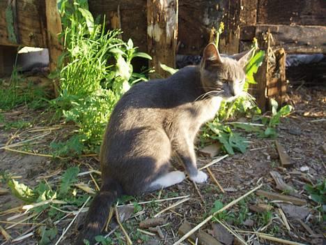 Huskat Bella billede 2