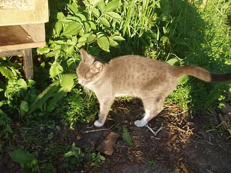 Huskat Bella billede 3