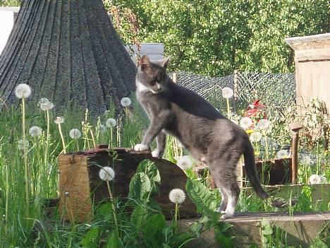 Huskat Bella billede 5