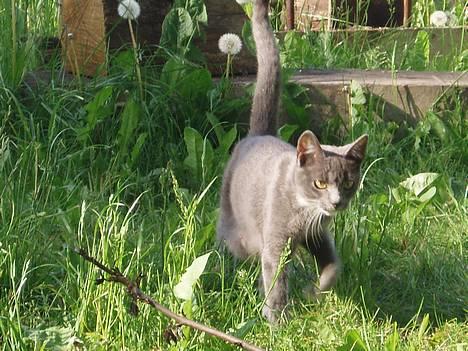 Huskat Bella billede 6