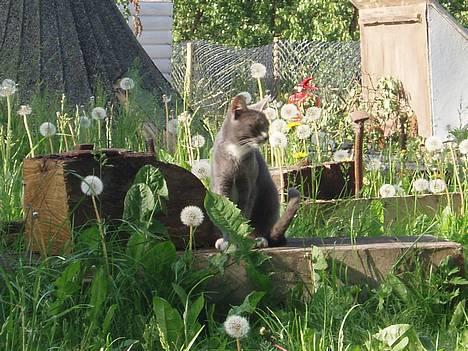 Huskat Bella billede 7