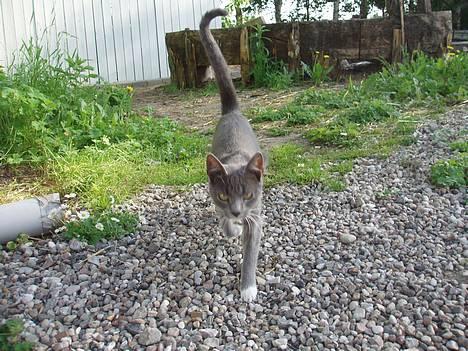 Huskat Bella billede 8