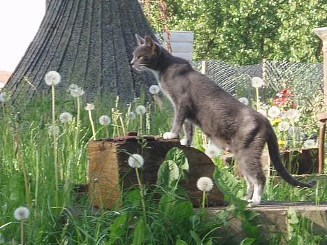 Huskat Bella billede 9