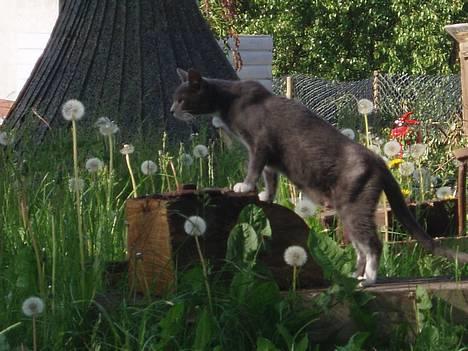 Huskat Bella billede 10