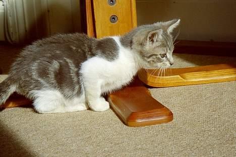 Blanding af racer Tot - Klar på spring billede 1