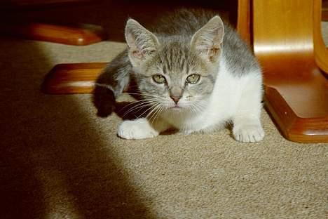 Blanding af racer Tot - Hvad laver du?! billede 2