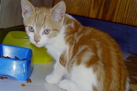 Blanding af racer Tot - Knold, hendes bror.. Knold og Tot;D billede 3