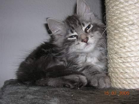 Blanding af racer -=CHILLI=- billede 1