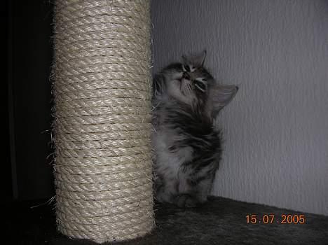 Blanding af racer -=CHILLI=- billede 2