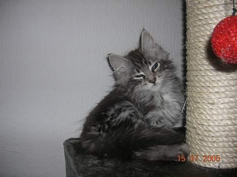 Blanding af racer -=CHILLI=- billede 3