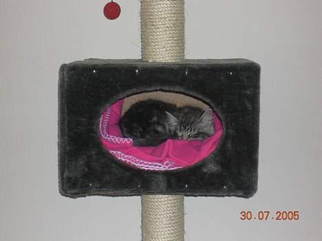 Blanding af racer -=CHILLI=- billede 4