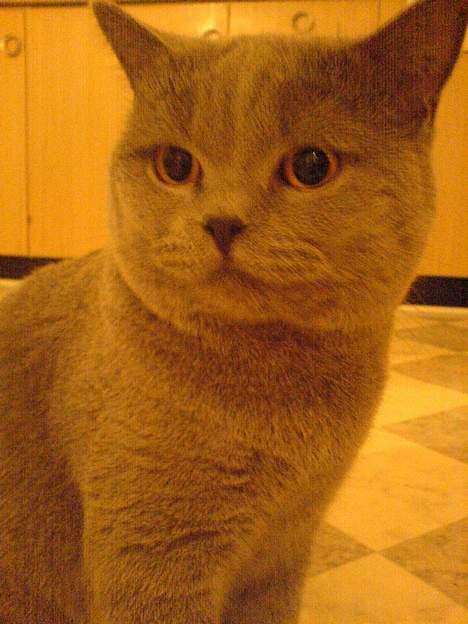 British Shorthair Felix  billede 7