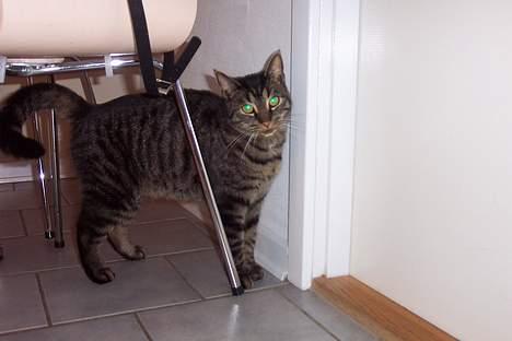 Huskat ~¤~ Viktor ~¤~ - ¤ DEN ELSKER AT LEGE ;) <33 ¤ billede 1