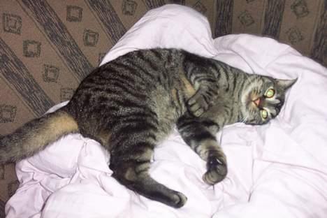 Huskat ~¤~ Viktor ~¤~ - ¤ Nårh , rigtig putte klar <3 ¤ billede 2