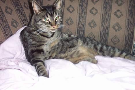 Huskat ~¤~ Viktor ~¤~ - ¤ CUTE er han da :D ¤ billede 3