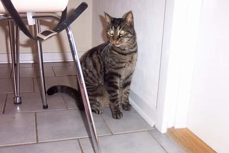 Huskat ~¤~ Viktor ~¤~ - ¤ Sæt dig ned ;s ¤ billede 4