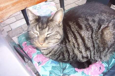 Huskat ~¤~ Viktor ~¤~ - ¤ Hygge , på have stolen :D ¤ billede 5