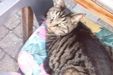 Huskat ~¤~ Viktor ~¤~ - ¤ GUDESKØN ¤ billede 6