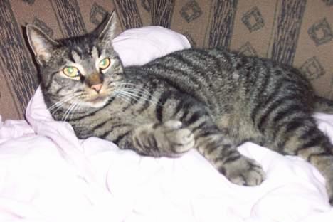 Huskat ~¤~ Viktor ~¤~ - ¤ SØD ¤ billede 7