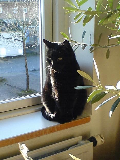 Huskat Simba.  - simba, på sin elskede plads, i solen billede 7