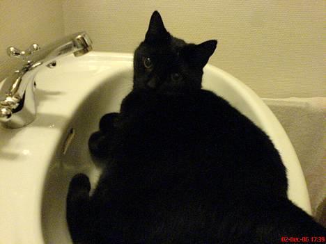 Huskat Simba.  - Simba med på WC.. billede 8