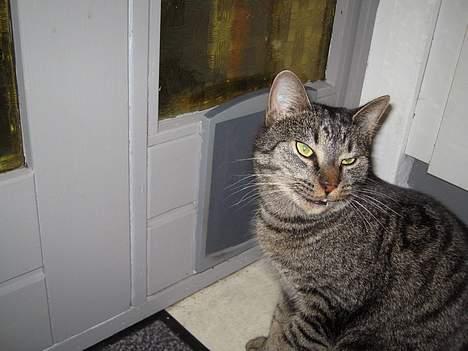 Blanding af racer Cleo billede 1