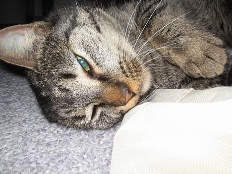 Blanding af racer Cleo billede 2