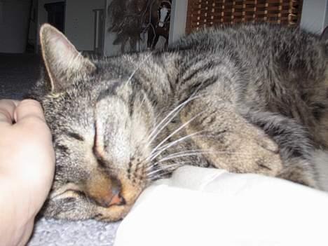 Blanding af racer Cleo billede 3