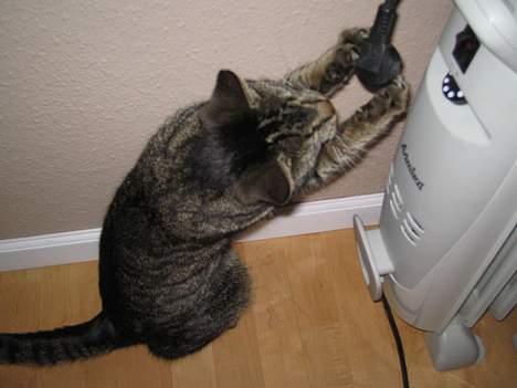 Blanding af racer Cleo billede 4