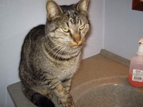 Blanding af racer Cleo billede 5