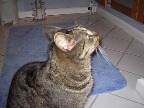 Blanding af racer Cleo billede 6