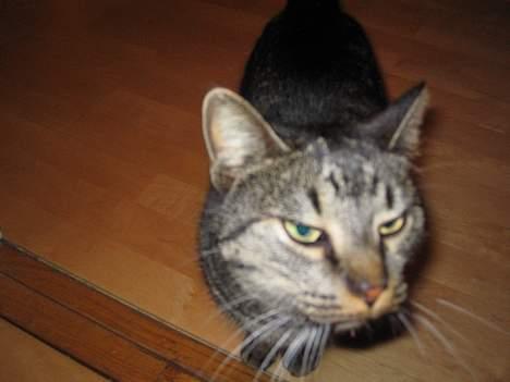 Blanding af racer Cleo billede 7