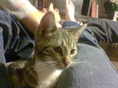 Blanding af racer Shell *RIP* billede 1