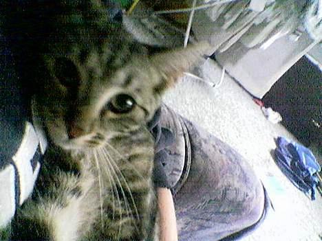 Blanding af racer Shell *RIP* billede 2