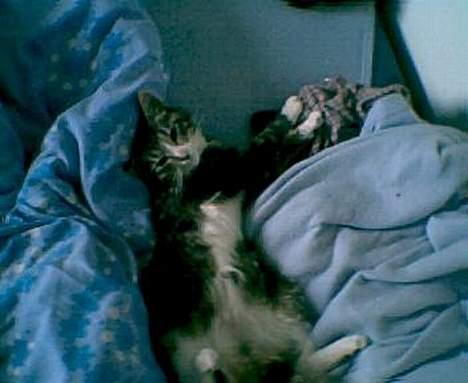 Blanding af racer Tiger - Tiger ligger på de mest mærkelige måder billede 7