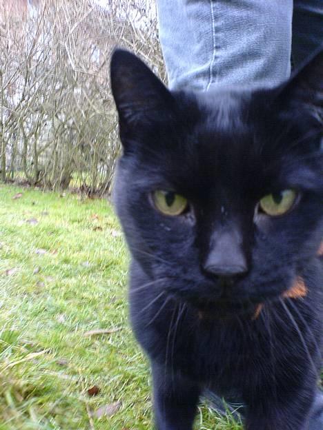 Huskat Simba.  - Simba siger hej, til alle dem der kikker! billede 9