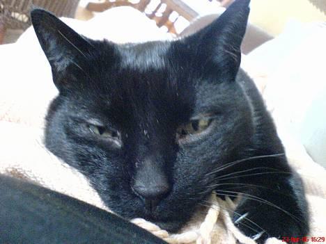 Huskat Simba.  - simba tager en slapper! billede 10