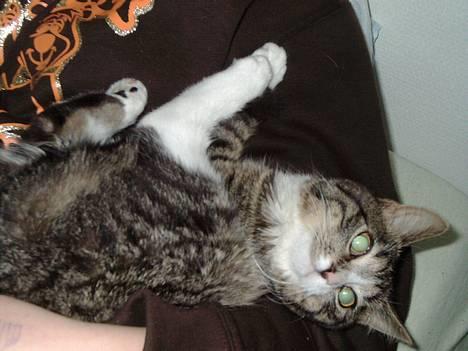 Blanding af racer Tiger - det er godt nok dejligt at ligge her hos moster, men hvor er mor ? billede 8