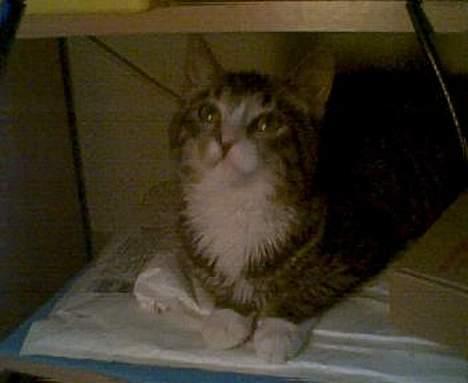 Blanding af racer Tiger - så er jeg igen blevet opdaget med det kamera, og hun vil virkelig gerne have fat i det hver gang billede 9