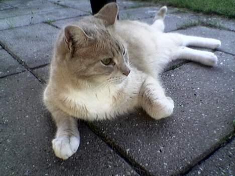 Blanding af racer Valle (er her ikke mere) - Ahhhhh................. billede 5