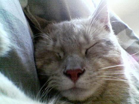 Blanding af racer Valle (er her ikke mere) - Hmm lidt træt bliver man vel indimellem : ) billede 6