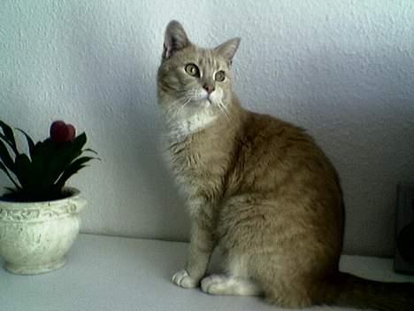 Blanding af racer Valle (er her ikke mere) billede 7