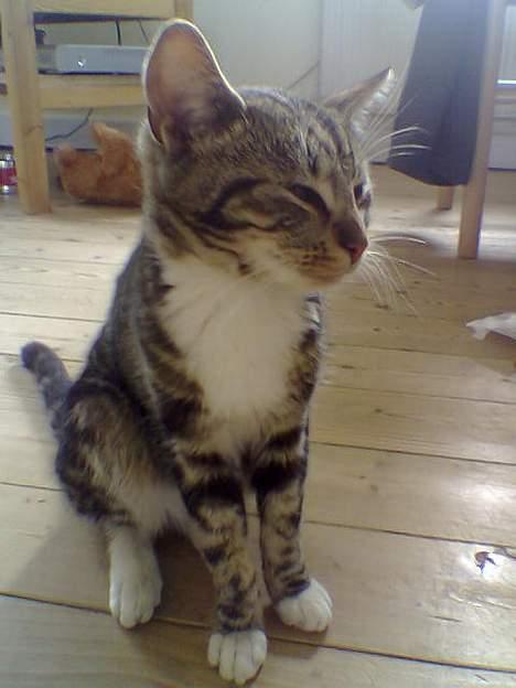 Blanding af racer Shell *RIP* billede 3